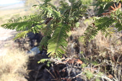 Vachellia pennatula