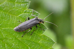 Cantharis paradoxa
