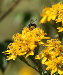 Stelis costaricensis