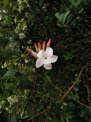 Mandevilla laxa