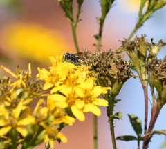 Stelis costaricensis