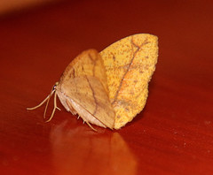 Periclina syctaria