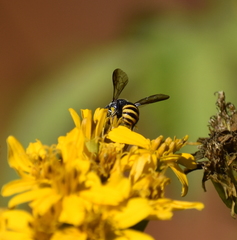 Stelis costaricensis