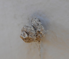 Apterona helicoidella