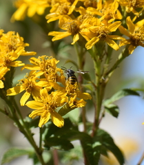 Stelis costaricensis