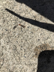 Kalotermitidae