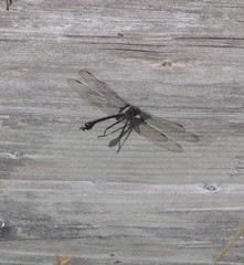 Dromogomphus