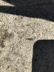 Kalotermitidae