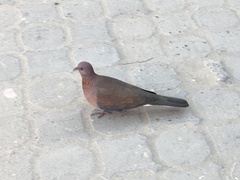 Streptopelia senegalensis
