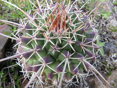 Mammillaria carnea