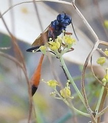 Ammophila heydeni