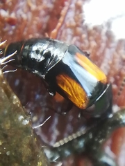 Tachinus subterraneus
