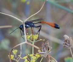 Ammophila heydeni
