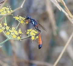 Ammophila heydeni