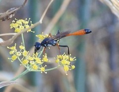 Ammophila heydeni
