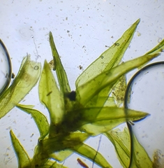 Vinealobryum nicholsonii
