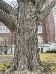 Ginkgo biloba