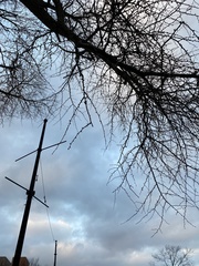 Ginkgo biloba