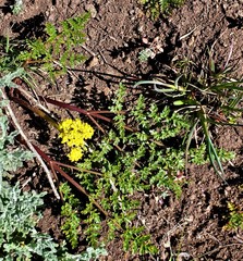 Lomatium martindalei
