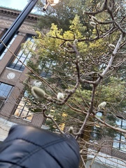 Aesculus glabra