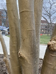 Aesculus glabra