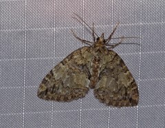 Hydriomena divisaria