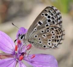 Pseudophilotes abencerragus