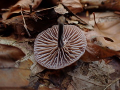 Gymnopus foetidus