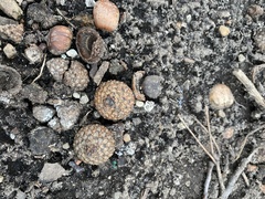 Quercus rubra