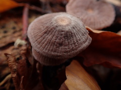 Gymnopus foetidus