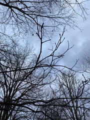 Quercus rubra