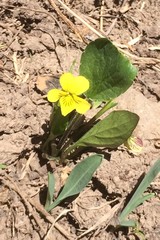 Viola nuttallii