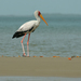 Yellow-billed Stork - Photo (c) Xavier Rufray, some rights reserved (CC BY-NC), uploaded by Xavier Rufray