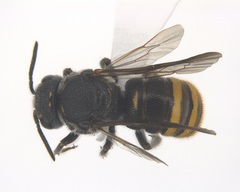 Stelis costaricensis