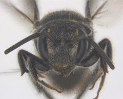 Stelis costaricensis