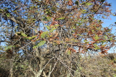 Vachellia pennatula