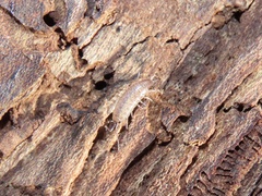 Chaetophiloscia sicula