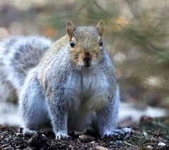 Sciurus carolinensis