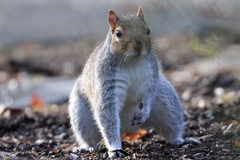 Sciurus carolinensis