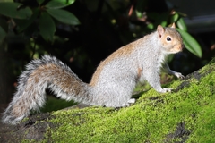 Sciurus carolinensis