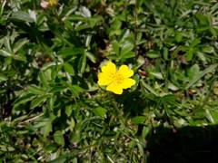 Potentilla aurea