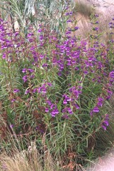 Penstemon gentianoides