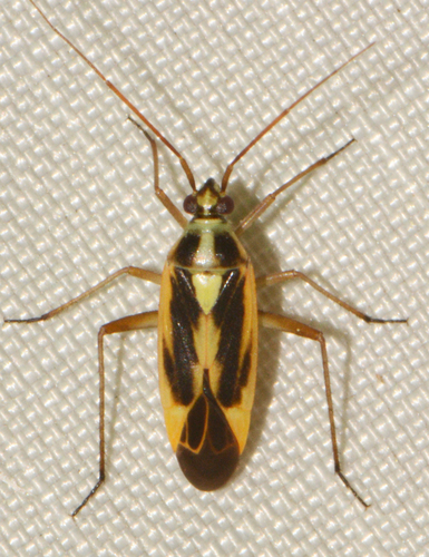 Two-spotted Grass Bug, photo 5 of 9