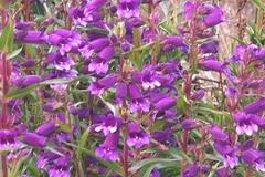 Penstemon gentianoides