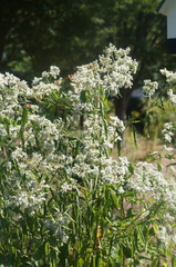 Eupatorium serotinum