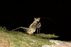 Fuga