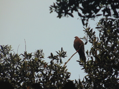 Patagioenas araucana