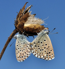 Pseudophilotes panoptes