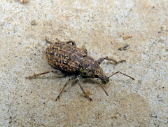 Dyslobus granicollis