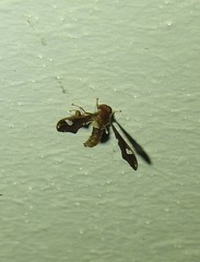 Nycterimorpha speiseri